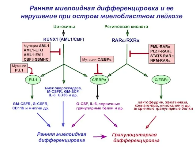 Ретиноевая кислота RARα/RXRα G-CSF, IL-6, первичные гранулярные белки и др.