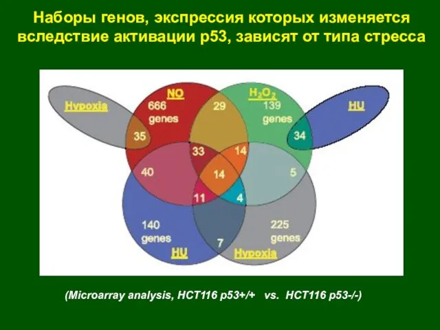 Наборы генов, экспрессия которых изменяется вследствие активации р53, зависят от