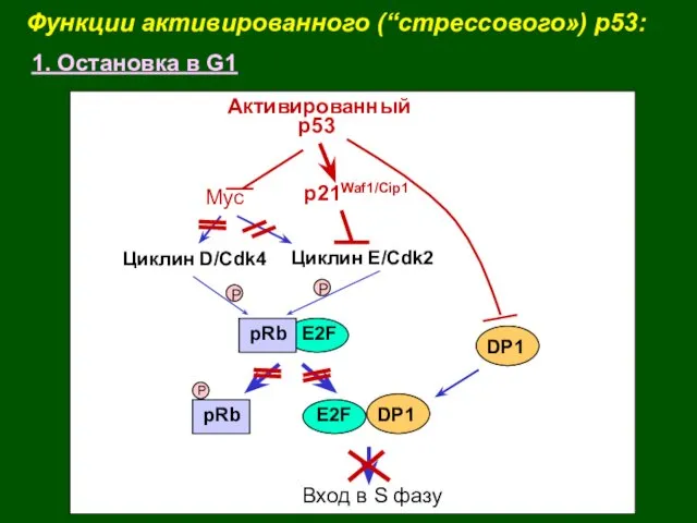 Функции активированного (“стрессового») p53: 1. Остановка в G1 pRb E2F