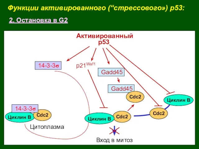 Функции активированного (“стрессового») p53: 2. Остановка в G2 Cdc2 Вход