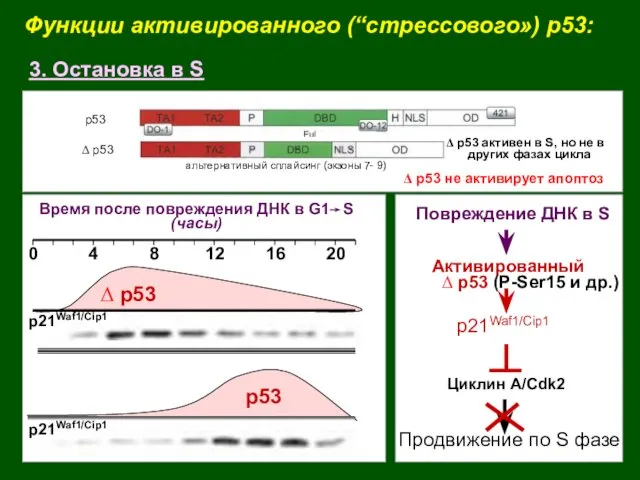 Функции активированного (“стрессового») p53: 3. Остановка в S Δ p53