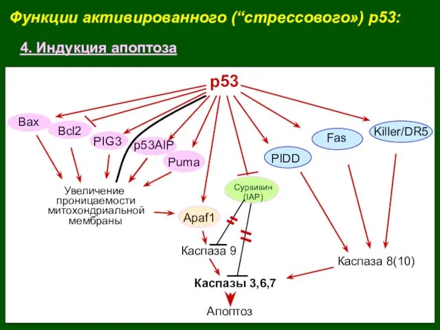 Функции активированного (“стрессового») p53: 4. Индукция апоптоза Апоптоз р53 Каспазы