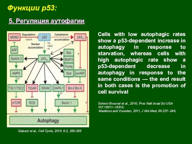 Функции p53: 5. Регуляция аутофагии Galuzzi et al., Cell Cycle,