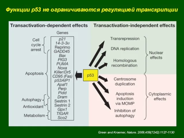 Green and Kroemer, Nature. 2009;458(7242):1127-1130 Функции p53 не ограничиваются регуляцией транскрипции