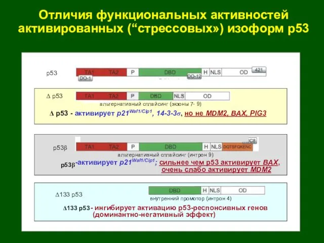 Отличия функциональных активностей активированных (“стрессовых») изоформ p53 p53 Δ p53