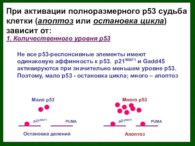 При активации полноразмерного р53 судьба клетки (апоптоз или остановка цикла)