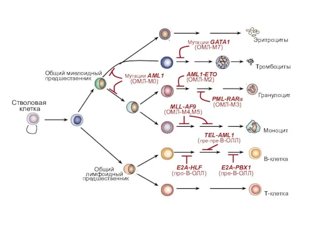 Cтволовая клетка В-клетка Т-клетка Моноцит Мутации AML1 (ОМЛ-М0) Общий миелоидный