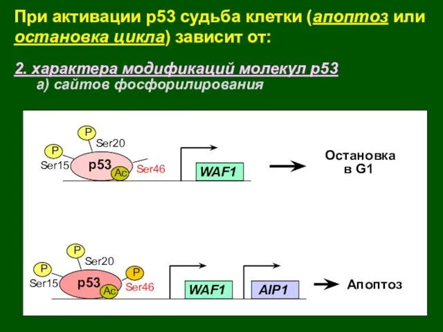 2. характера модификаций молекул р53 а) сайтов фосфорилирования При активации