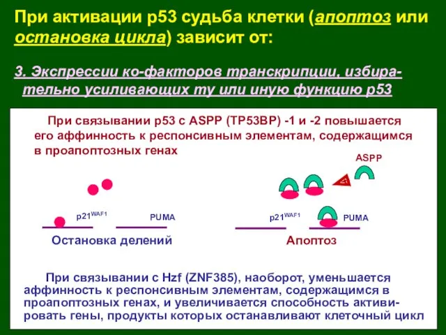 3. Экспрессии ко-факторов транскрипции, избира- тельно усиливающих ту или иную