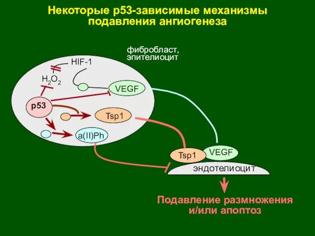 p53 HIF-1 VEGF VEGF Tsp1 Tsp1 эндотелиоцит Некоторые р53-зависимые механизмы