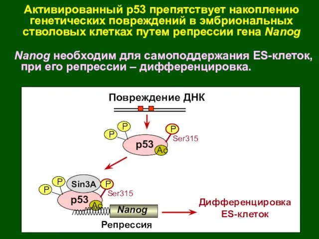 Активированный р53 препятствует накоплению генетических повреждений в эмбриональных стволовых клетках