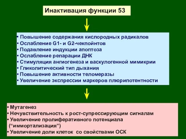 Инактивация функции 53 Повышение содержания кислородных радикалов Ослабление G1- и