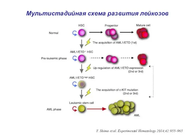 Мультистадийная схема развития лейкозов T. Shima et al. Experimental Hematology 2014;42:955–965