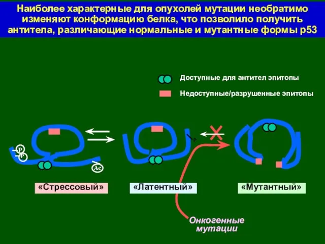 «Мутантный» «Стрессовый» Онкогенные мутации «Латентный» Доступные для антител эпитопы Недоступные/разрушенные