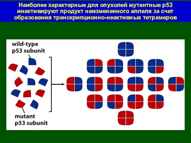 Наиболее характерные для опухолей мутантные р53 инактивируют продукт неизмененного аллеля за счет образования транскрипционно-неактивных тетрамеров