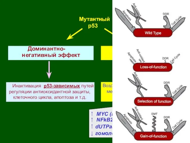 Мутантный р53 Доминантно- негативный эффект Новые активности Воздействие на р53-независимые