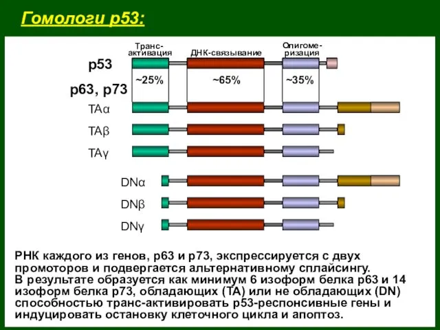 Гомологи р53: ~25% ~65% ~35% р53 р63, p73 TAα TAβ