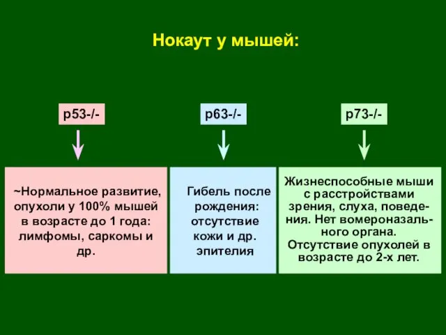 Нокаут у мышей: p53-/- p63-/- p73-/- ~Нормальное развитие, опухоли у