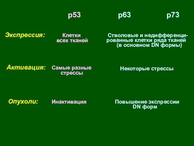 Экспрессия: Активация: Опухоли: p53 p63 p73 Клетки всех тканей Стволовые