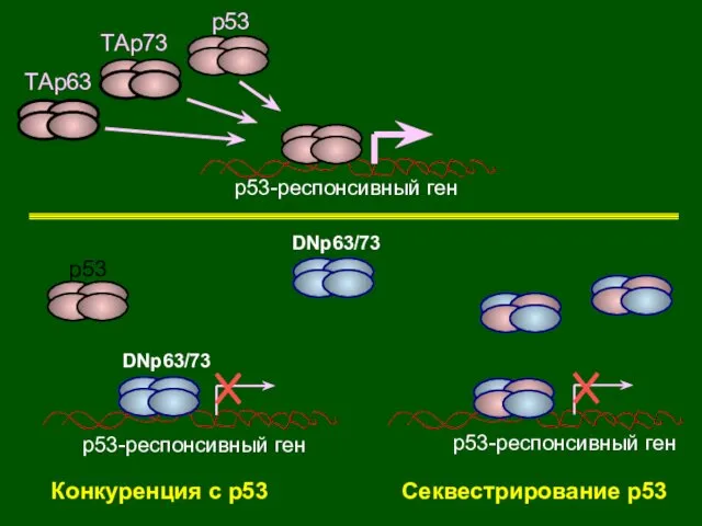 p53 p53 DNp63/73 Конкуренция с р53 Секвестрирование p53 ТАp73 ТАp63