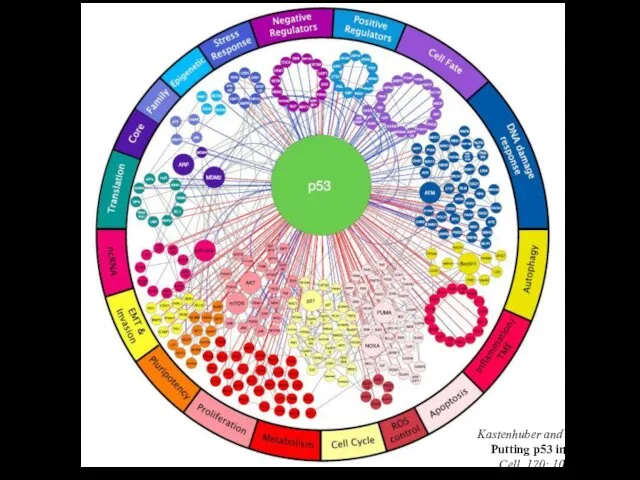 Kastenhuber and Lowe, 2017. Putting p53 in Context. Cell, 170: 1062-1078