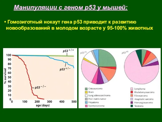 Манипуляции с геном р53 у мышей: Гомозиготный нокаут гена р53