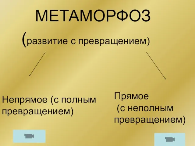 МЕТАМОРФОЗ (развитие с превращением) Непрямое (с полным превращением) Прямое (с неполным превращением)