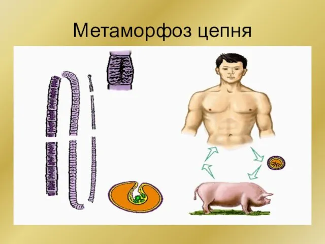 Метаморфоз цепня