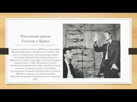 Революция имени Уотсона и Крика Структура двойной спирали ДНК была предложена Френсисом Криком