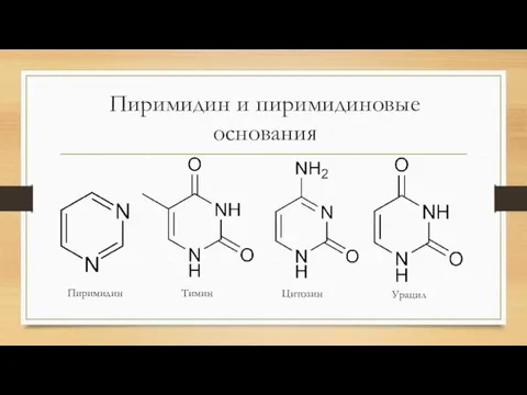 Пиримидин и пиримидиновые основания Пиримидин Тимин Цитозин Урацил