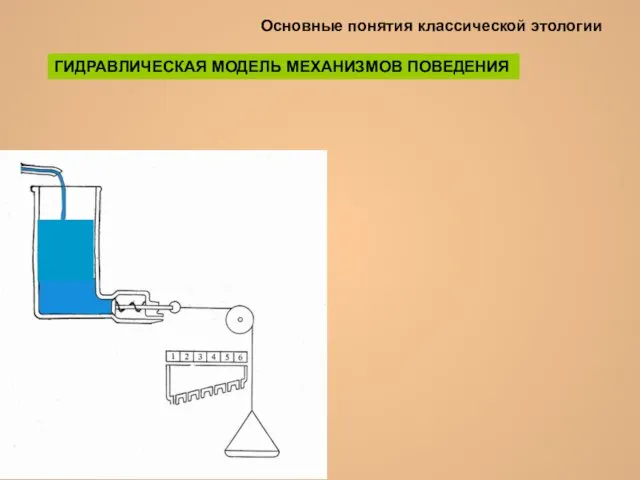 Основные понятия классической этологии ГИДРАВЛИЧЕСКАЯ МОДЕЛЬ МЕХАНИЗМОВ ПОВЕДЕНИЯ