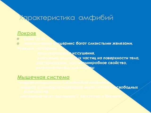 Характеристика амфибий Покров кожа голая, многослойный эпидермис богат слизистыми железами,