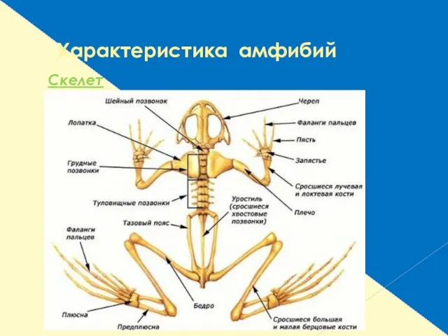 Характеристика амфибий Скелет