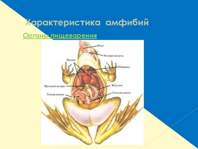 Характеристика амфибий Органы пищеварения