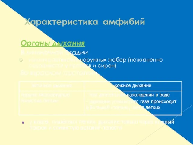 Характеристика амфибий Органы дыхания В личиночной стадии наличие ветвистых наружных