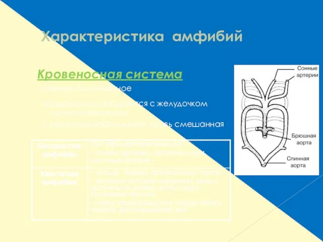 Характеристика амфибий Кровеносная система - сердце 3-х камерное - предсердия