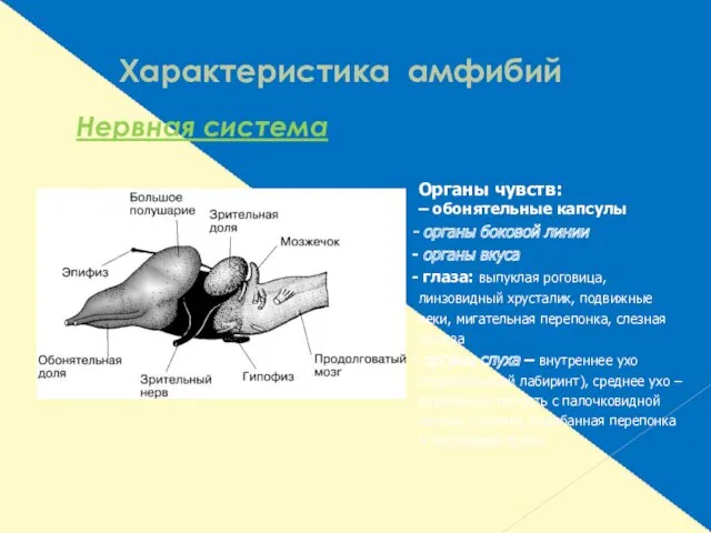 Характеристика амфибий Нервная система Органы чувств: – обонятельные капсулы органы