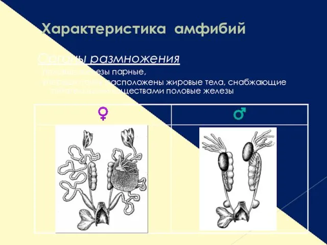 Характеристика амфибий Органы размножения - половые железы парные, - впереди