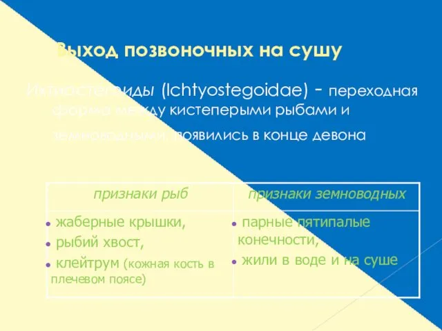 Выход позвоночных на сушу Ихтиостегоиды (Ichtyostegoidae) - переходная форма между