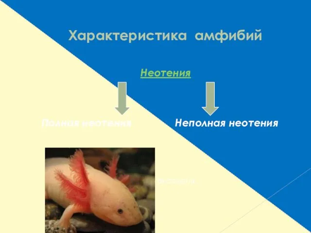 Характеристика амфибий Неотения Полная неотения Неполная неотения аксолотль