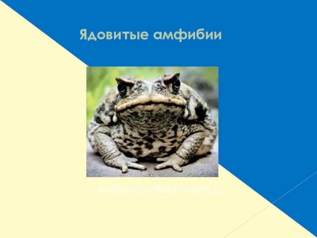 Ядовитые амфибии жаба-ага (Bufo marinus)