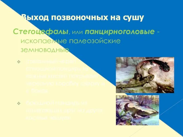 Стегоцефалы, или панцирноголовые - ископаемые палеозойские земноводные стегальный череп -сплошной