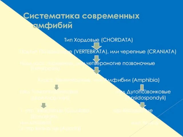 Систематика современных амфибий Тип Хордовые (CHORDATA) Подтип Позвоночные (VERTEBRATA), или