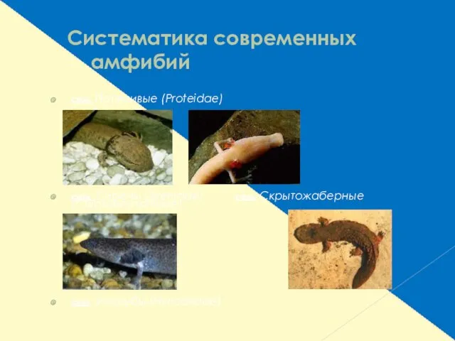 Систематика современных амфибий сем. Протеивые (Proteidae) сем. Сирены (Sirenidae) сем. Скрытожаберные (Cryptobranchidae) сем. Углозубы (Hynobiidae)