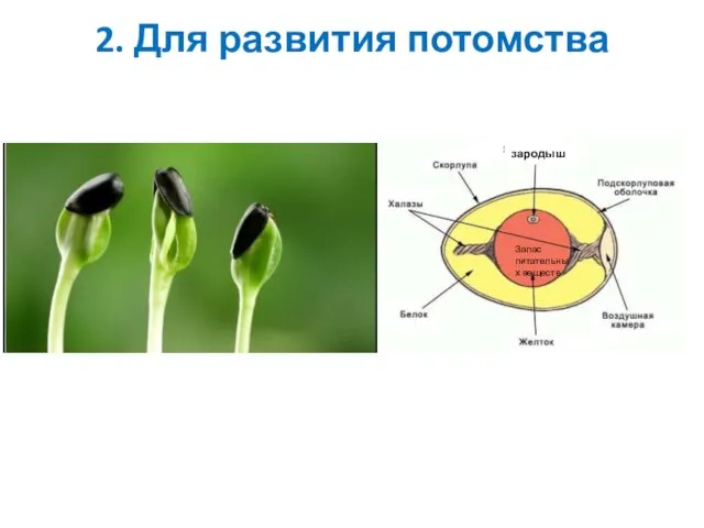 2. Для развития потомства Запас питательных веществ зародыш