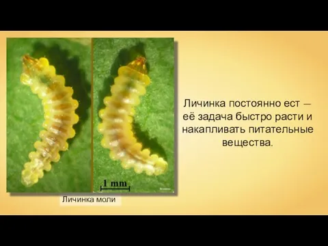 Личинка моли Beentree Личинка постоянно ест — её задача быстро расти и накапливать питательные вещества.