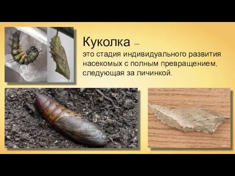 Nikita-Kluge Halvard Rasbak Куколка — это стадия индивидуального развития насекомых с полным превращением, следующая за личинкой.