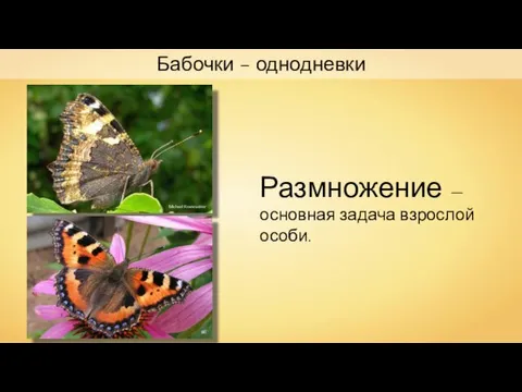 Бабочки – однодневки Michael Kranewitter Bff Размножение — основная задача взрослой особи.