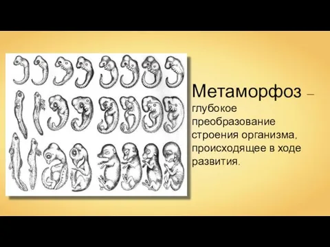 Метаморфоз — глубокое преобразование строения организма, происходящее в ходе развития.