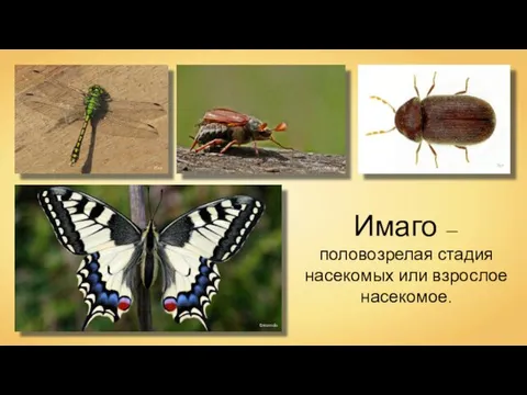 Fice Enrico Mevius Siga Entomolo Имаго — половозрелая стадия насекомых или взрослое насекомое.